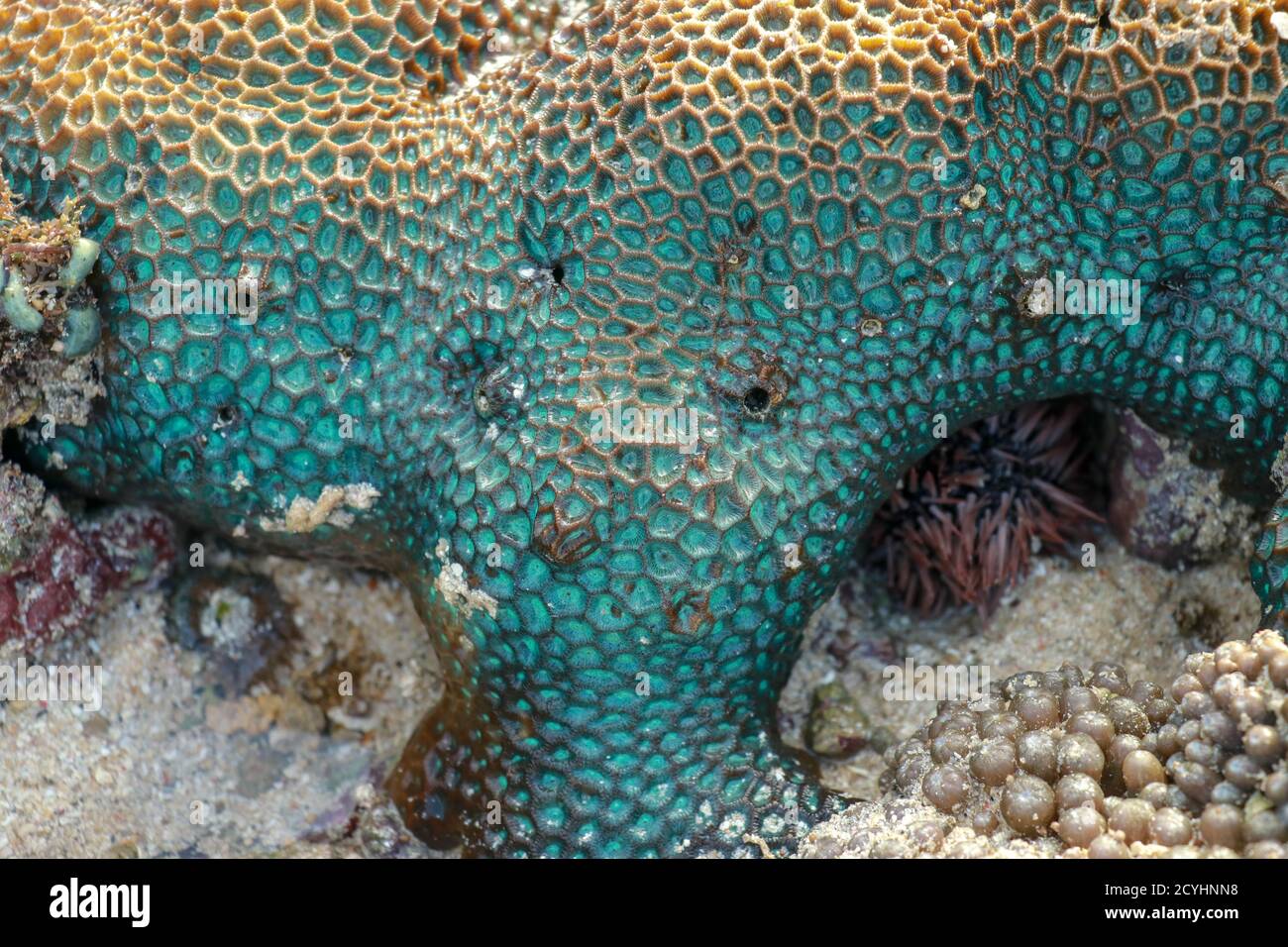 C'est un corail favia turquoise avec des yeux bleu vif pendant la marée basse Banque D'Images