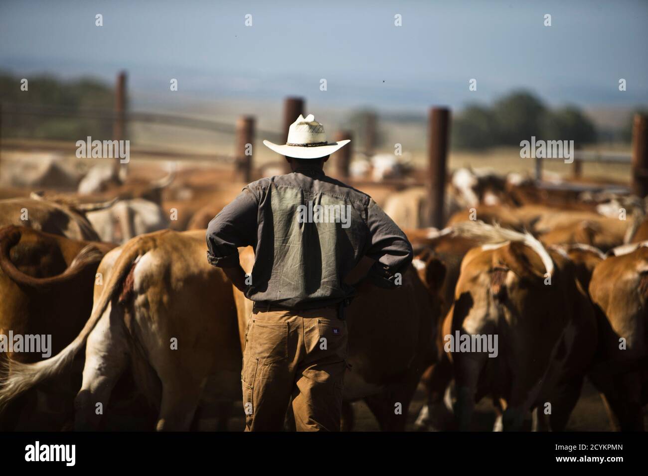 Amit, an Israeli cowboy, tends cattle on a ranch just outside Moshav Yonatan, a collective farming community some two kilometers south of the ceasefire line between Israel and Syria in the Golan Amit, an Israeli cowboy, tends cattle on a ranch just outside Moshav Yonatan, a collective farming community some two kilometers south of the ceasefire line between Israel and Syria in the Golan