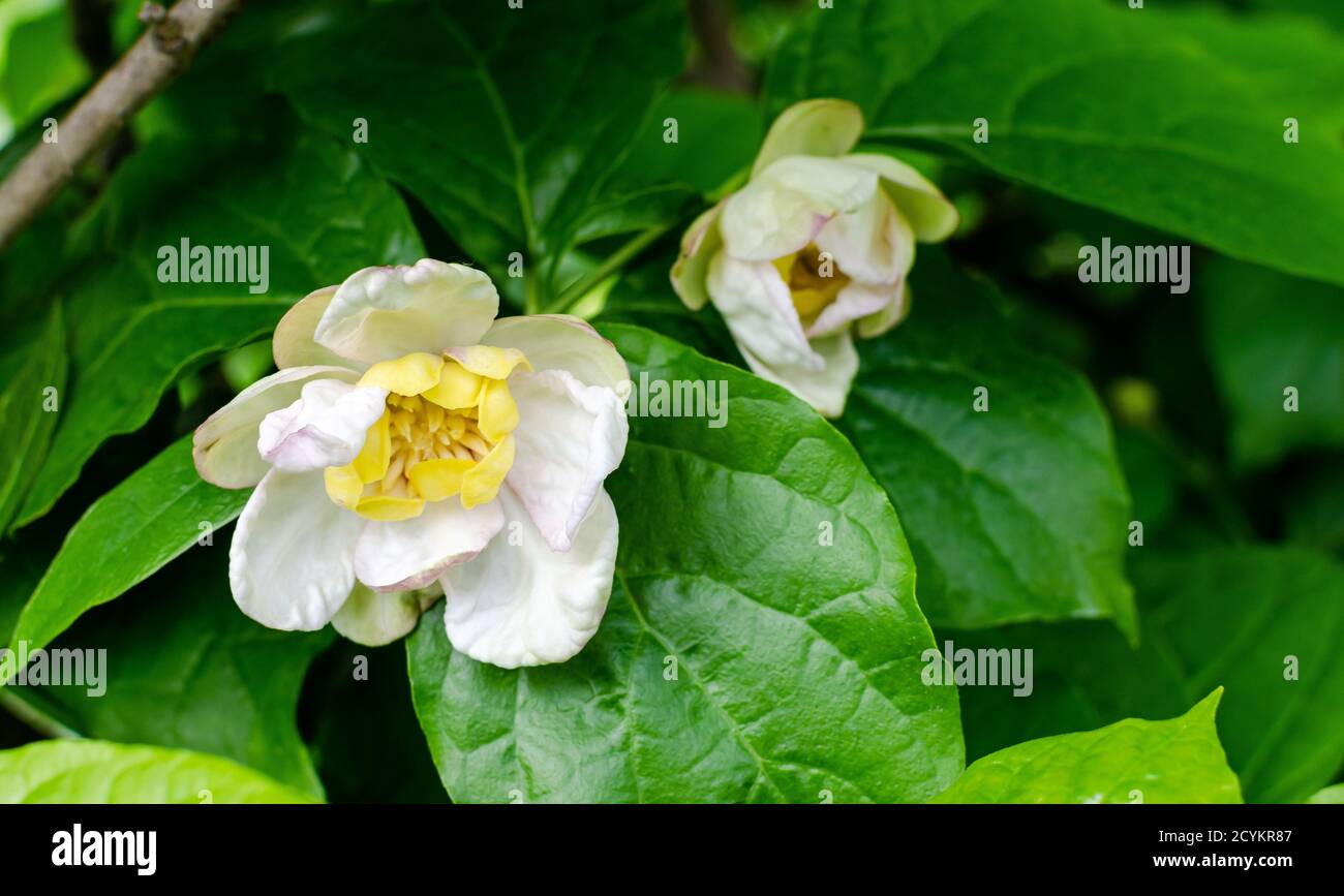 Suédois chinois - Calycanthus chinensis dans la botanique en Pologne. Gros plan. Banque D'Images