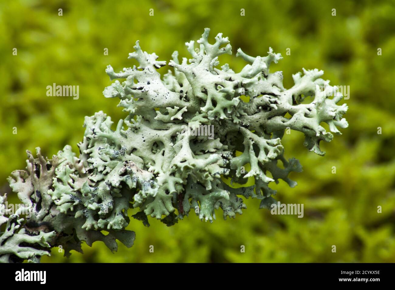 Lichens sur des branches en pleine croissance dans la forêt. Banque D'Images