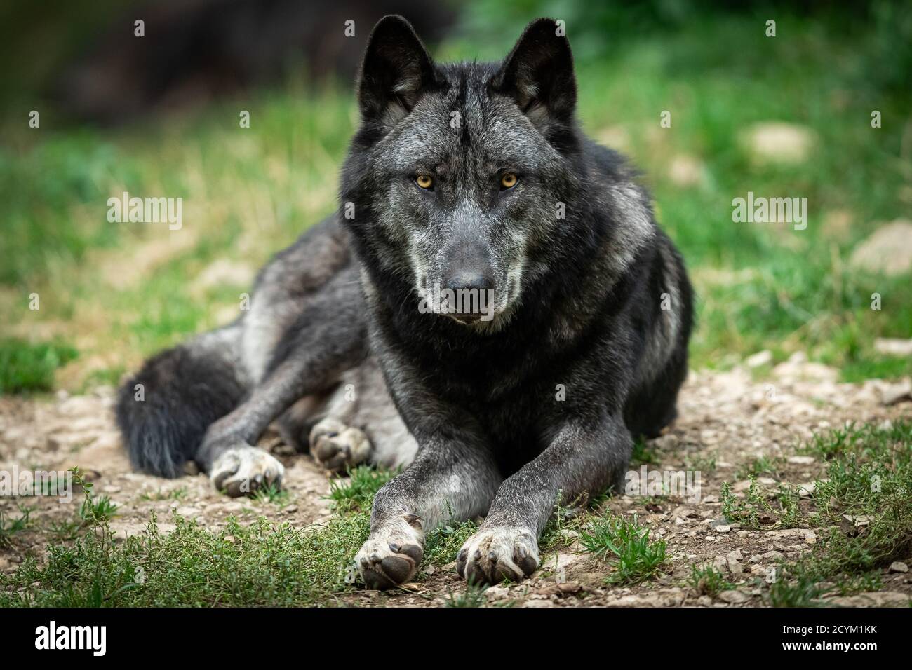 Loup Noir En Noir Et Blanc Photo Stock Alamy