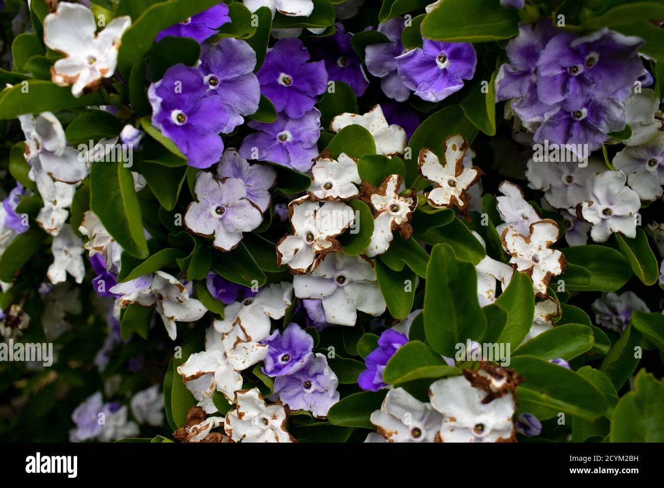 Beaucoup hier aujourd'hui demain ou Brunfelsia plantes avec de multiples couleurs. Banque D'Images