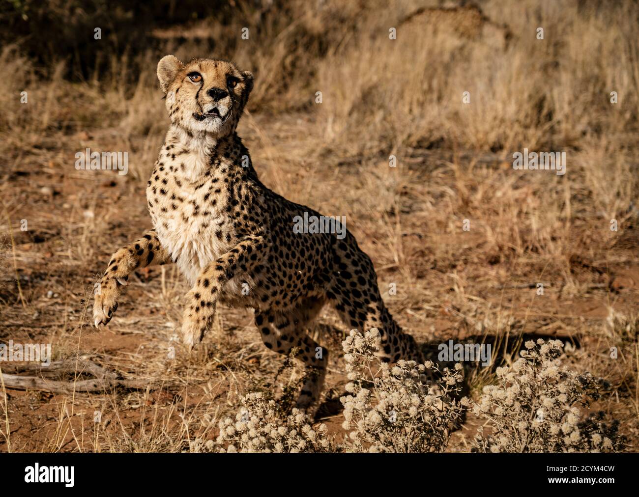 Le guépard bondit dans la capture d'un oiseau invisible Banque D'Images