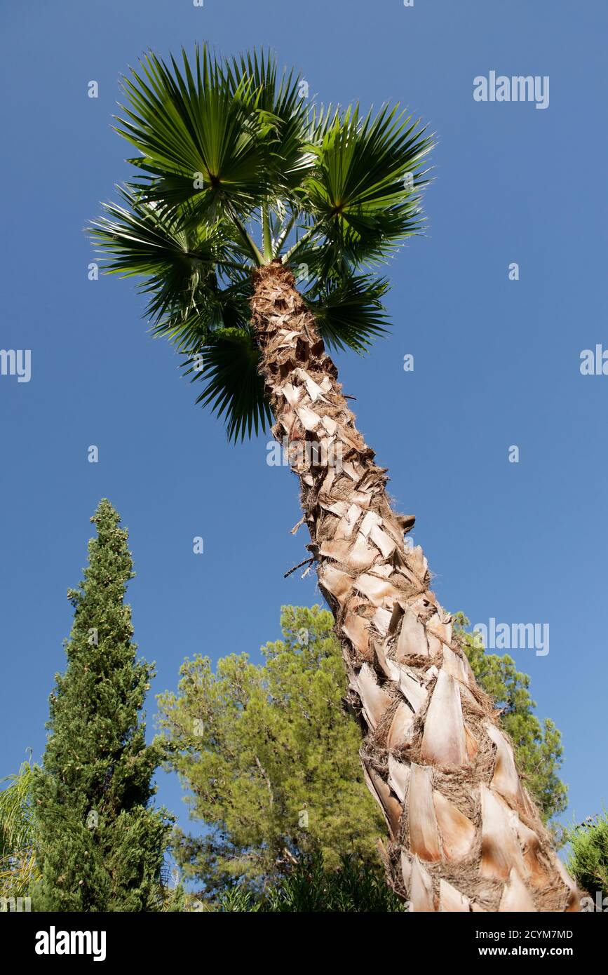 Arbre dans le jardin Banque D'Images
