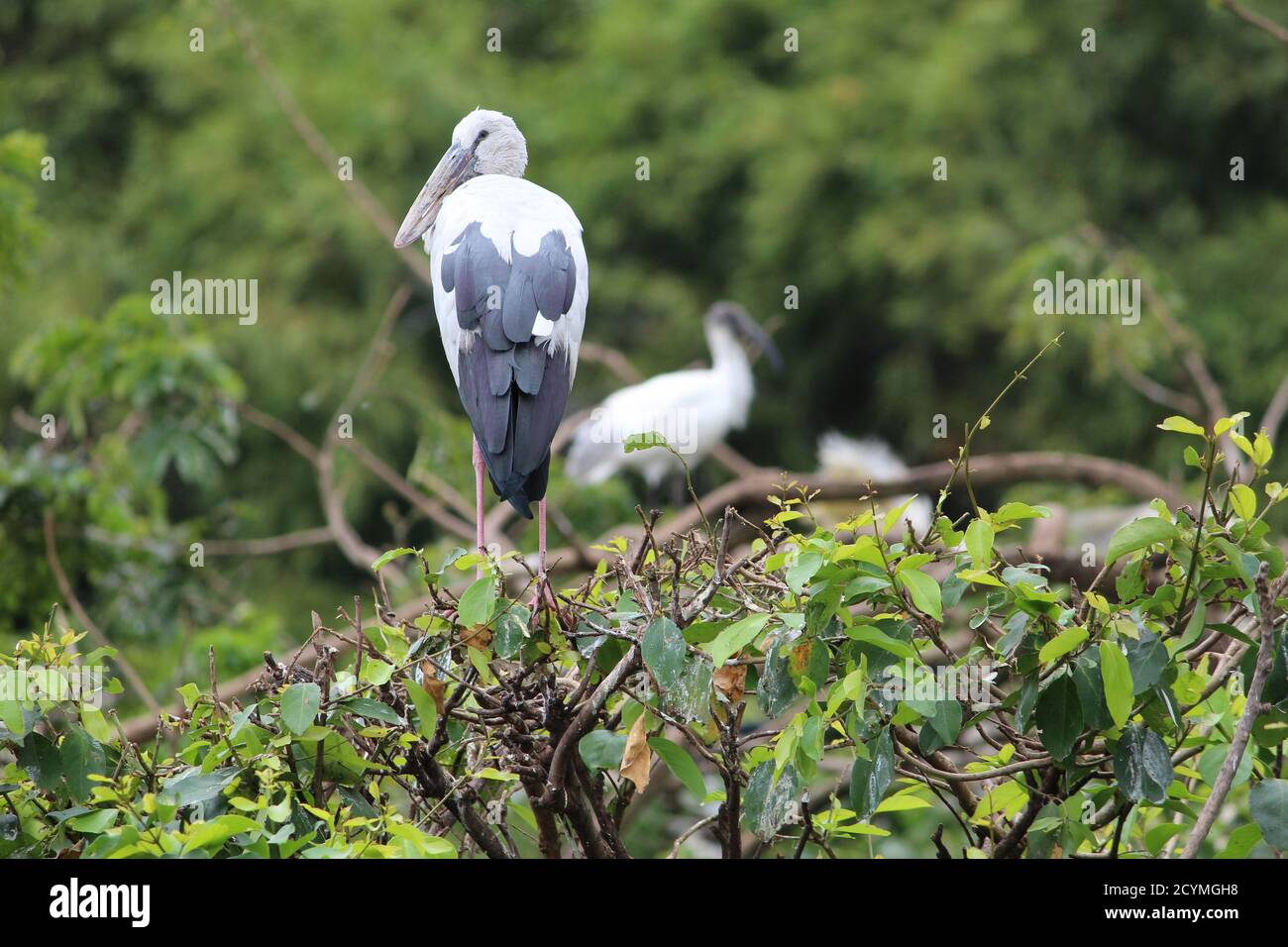 Openbill asiatique dans son habitat naturel Banque D'Images