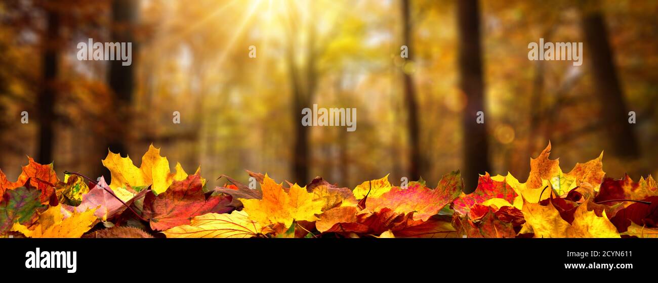 Gros plan des feuilles d'automne sur le sol dans une forêt, arbres défocurés avec le feuillage doré et de beaux rayons du soleil en arrière-plan Banque D'Images
