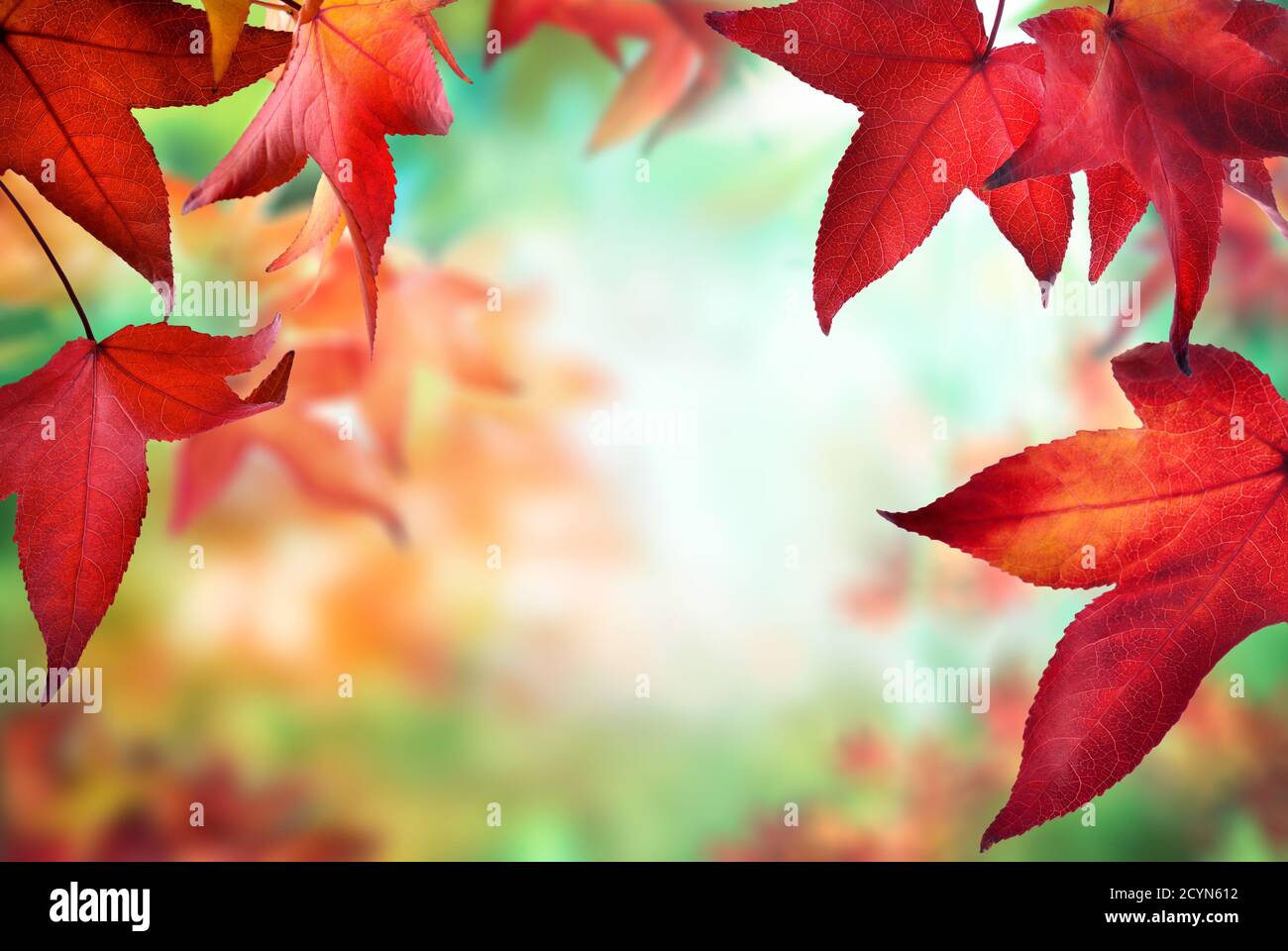 Feuilles d'érable rouge encadrant un fond de bokeh nature coloré avec l'esprit de l'automne Banque D'Images