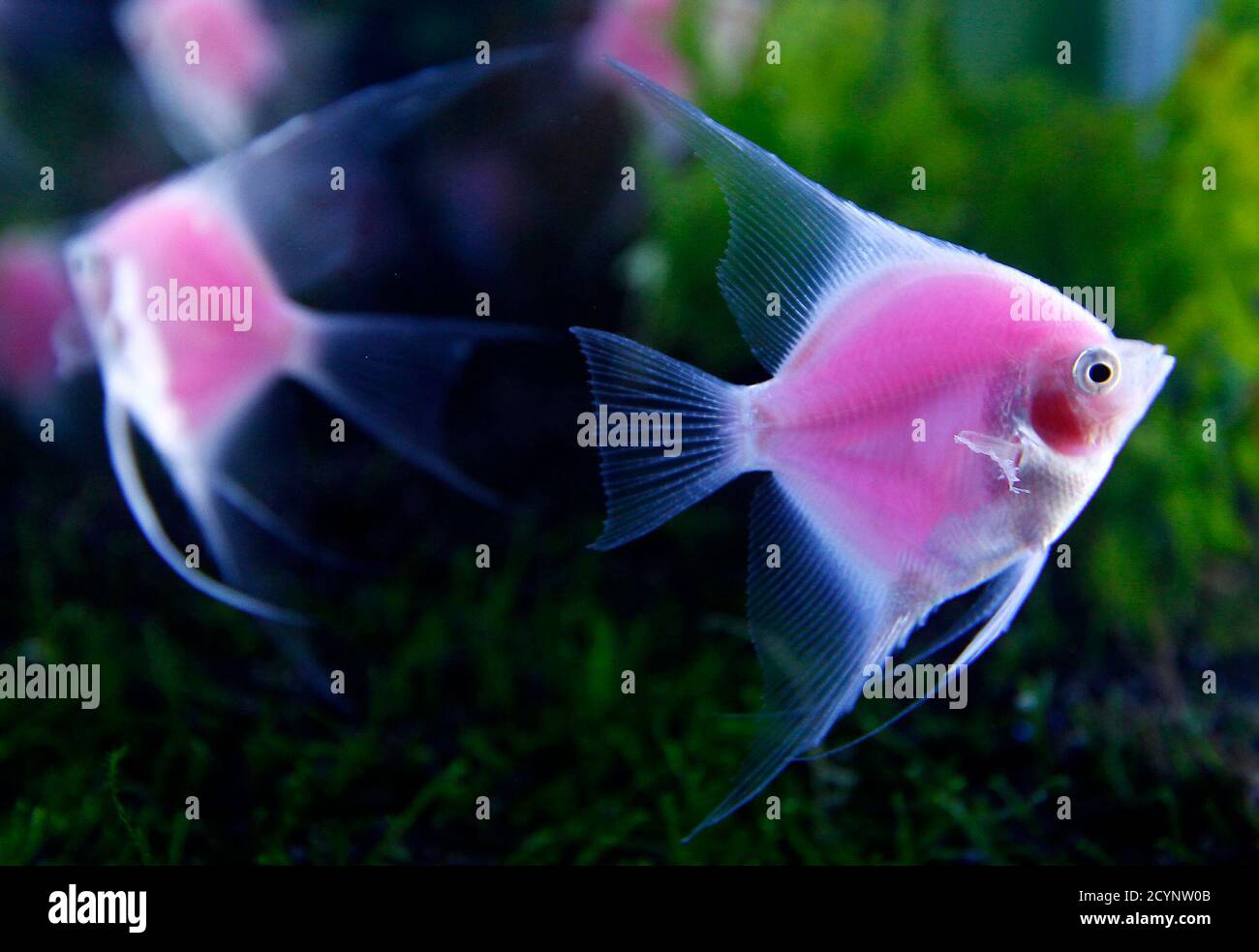 black light fish tank