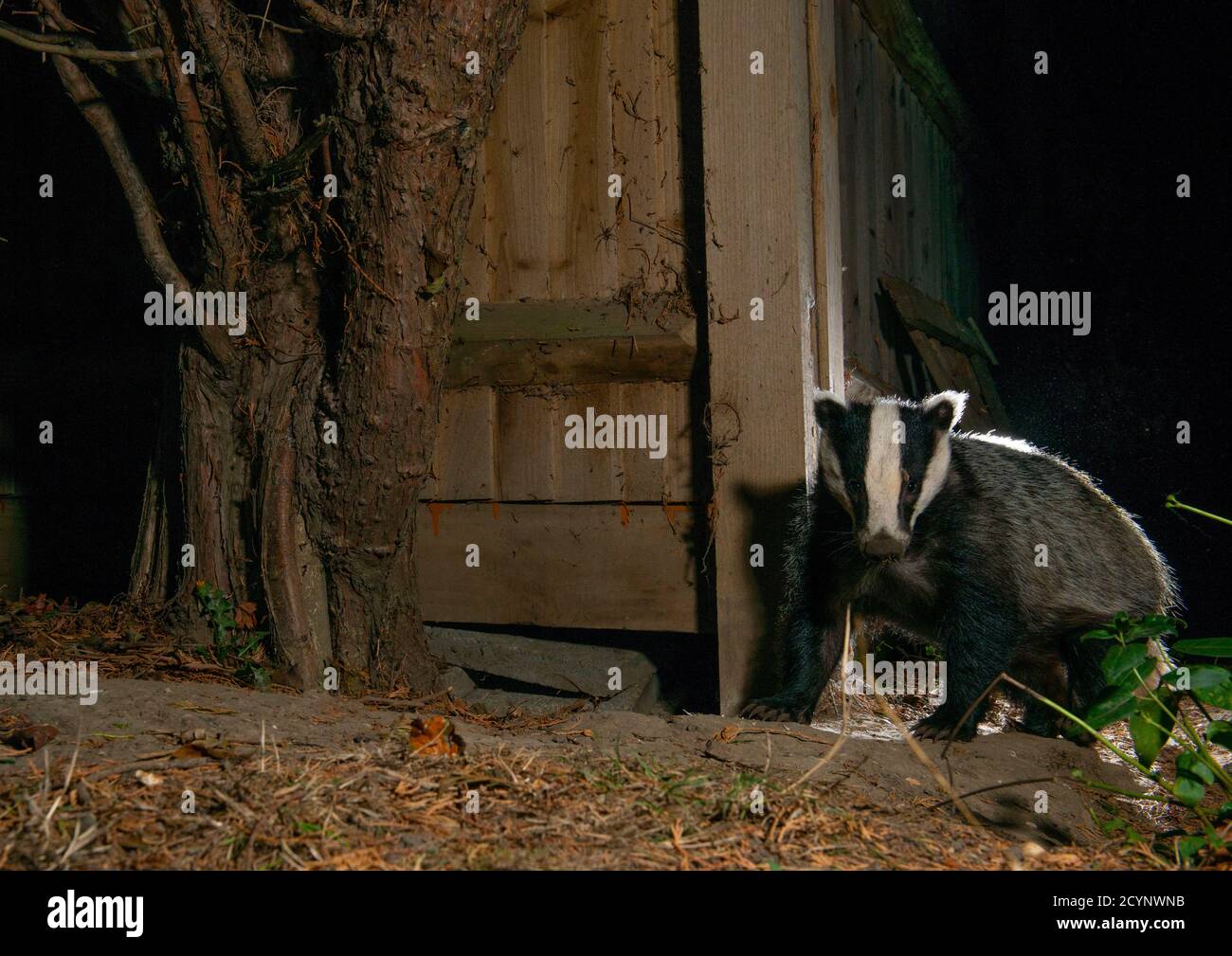 Badger se tenant à côté d'une clôture en regardant vers la caméra asseyez-vous tête en haut Banque D'Images