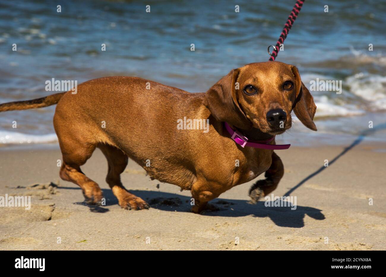 Dachshund sur la mer bleue. Vacances avec un animal de compagnie Banque D'Images