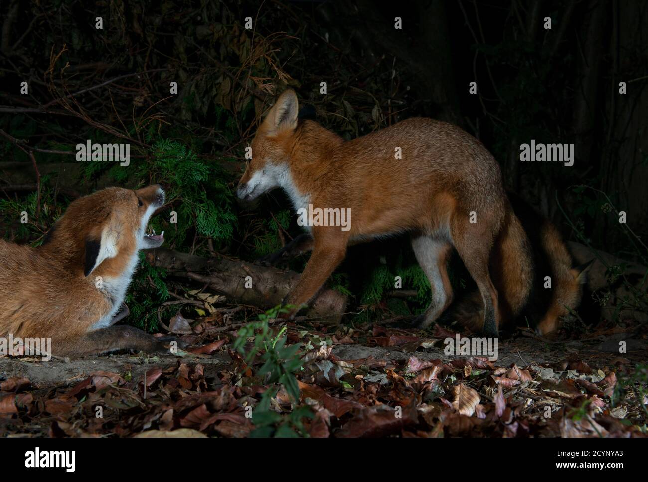 Deux renards avec l'un d'eux avertissant l'autre, l'un montrant l'agression et l'autre soumis Banque D'Images