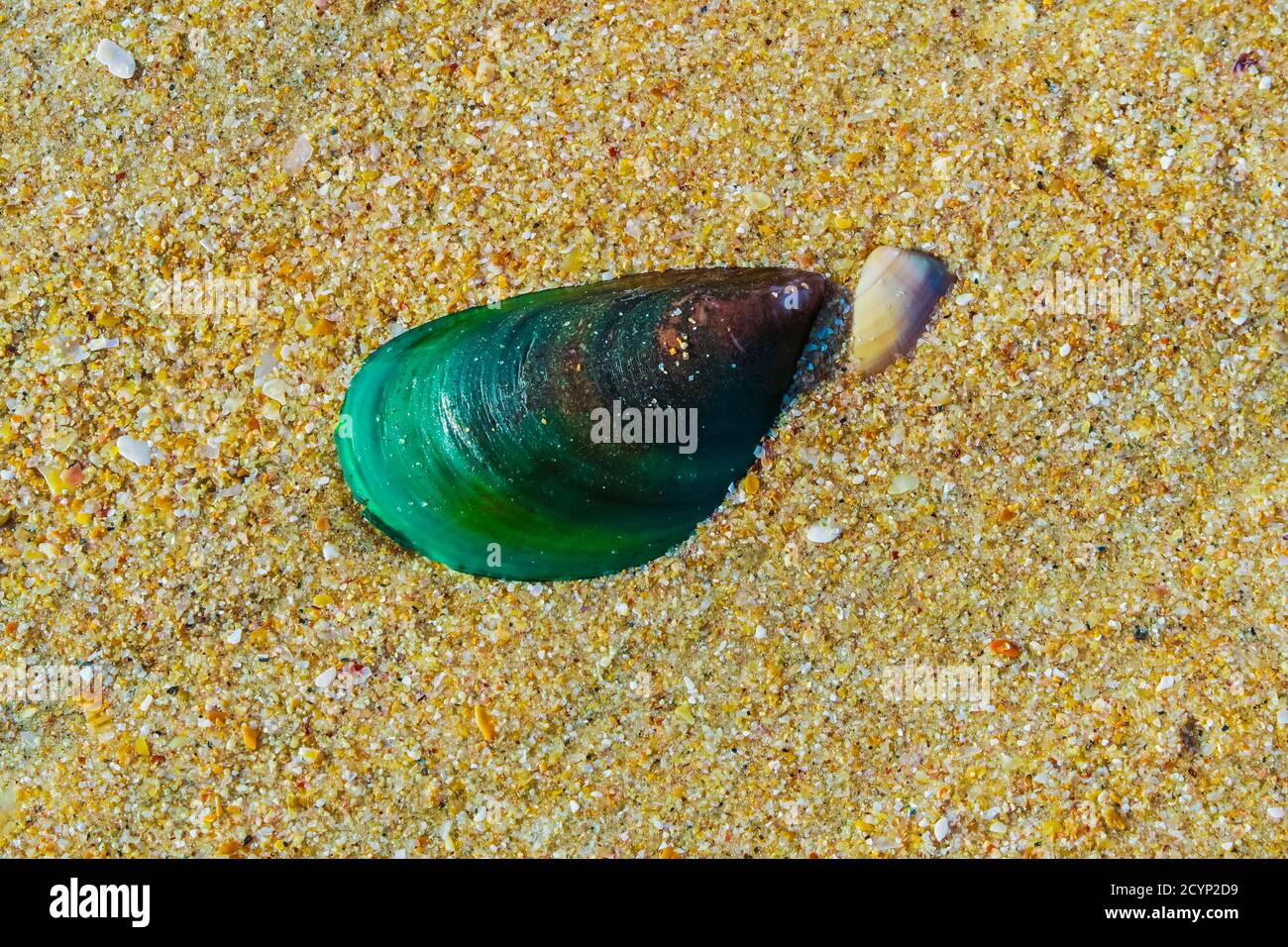 Belle coquille de moule verte (Perna viridis) sur la plage de Kizhunna, où elle est récoltée à partir de roches intertidales; Kizhunna, Kannur, Kerala, Inde Banque D'Images