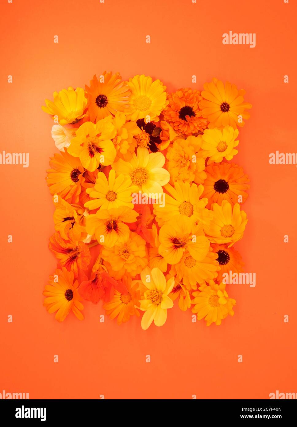 Fleurs orange et jaune sur fond orange. Banque D'Images