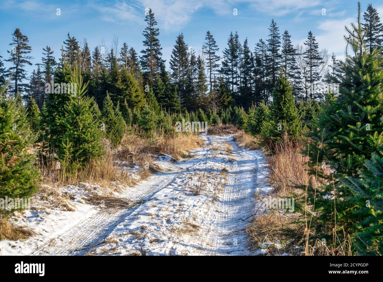 Ferme d'arbres de Noël nord-américaine en hiver. Banque D'Images