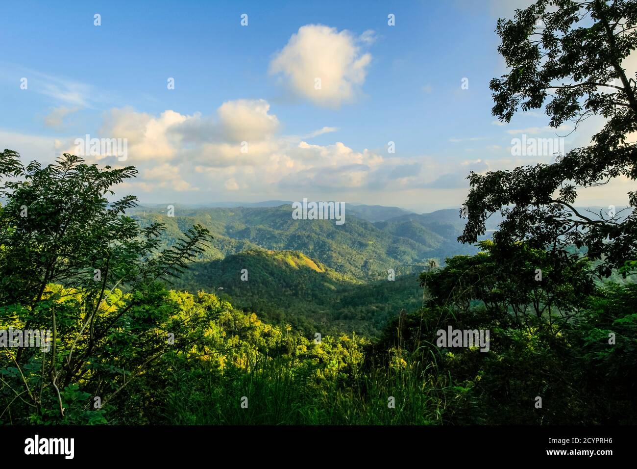Vue sud sur la forêt et les domaines de thé au sud de Munnar dans cette région de culture du thé. Le thé est une importante exportation mondiale; Muthuvankudi, Munnar, Kerala, Inde Banque D'Images