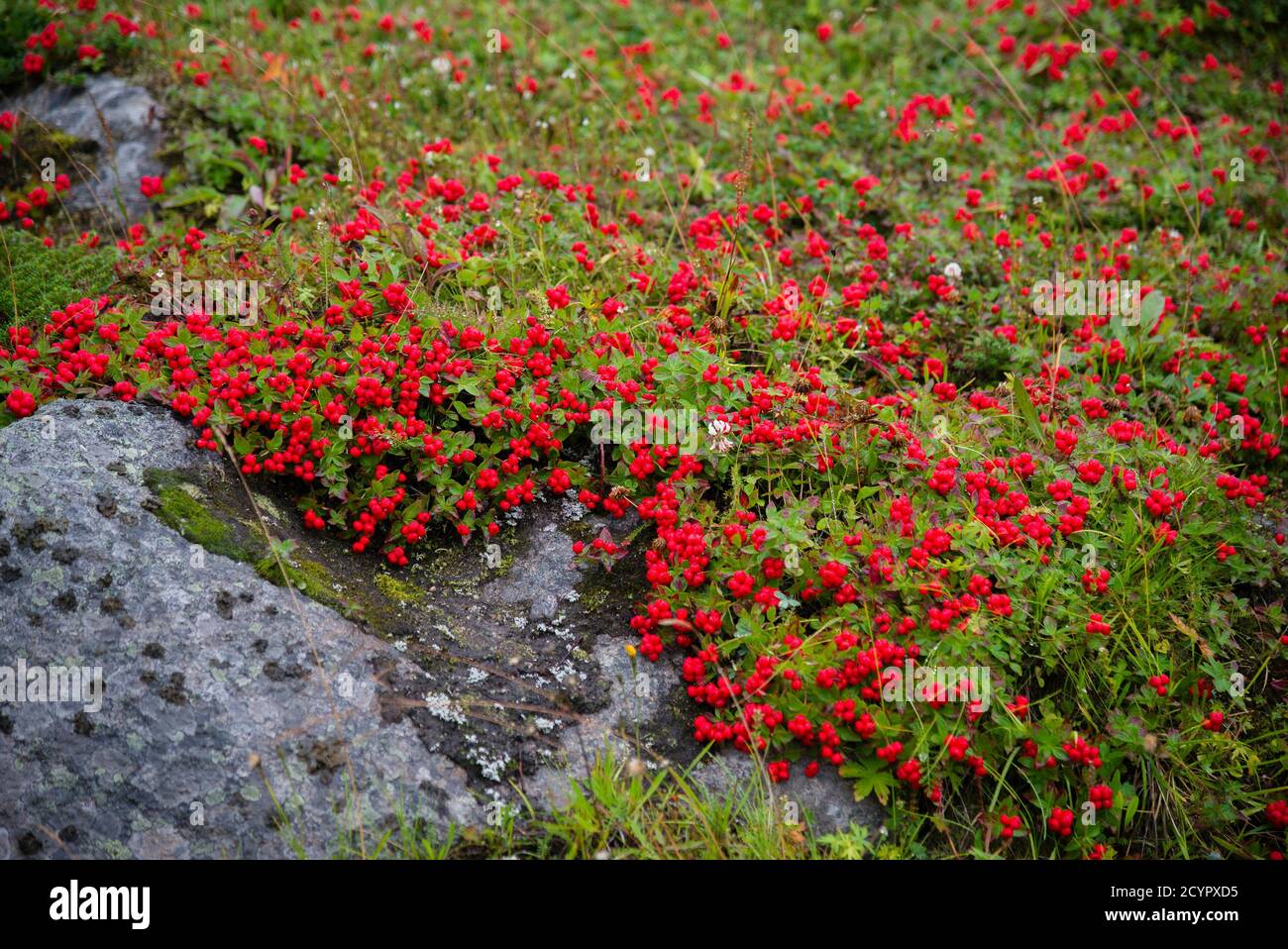 Suédois Dwarf Cornel. Nature de la côte de la mer de Barents. Péninsule de Kola Banque D'Images