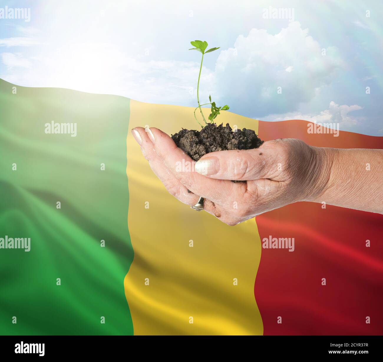 Mali croissance et nouveau départ. Concept écologique d'énergie renouvelable et d'écologie. Main tenant jeune plante. Banque D'Images