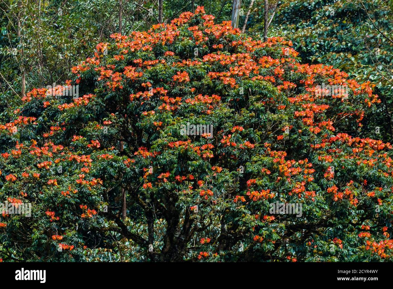 Spathodea campanulata, alias tulipe africaine, Rugtoora et arbre à seringues en raison de ses fleurs rouges écurviligne ; Munnar, Kerala, Inde Banque D'Images