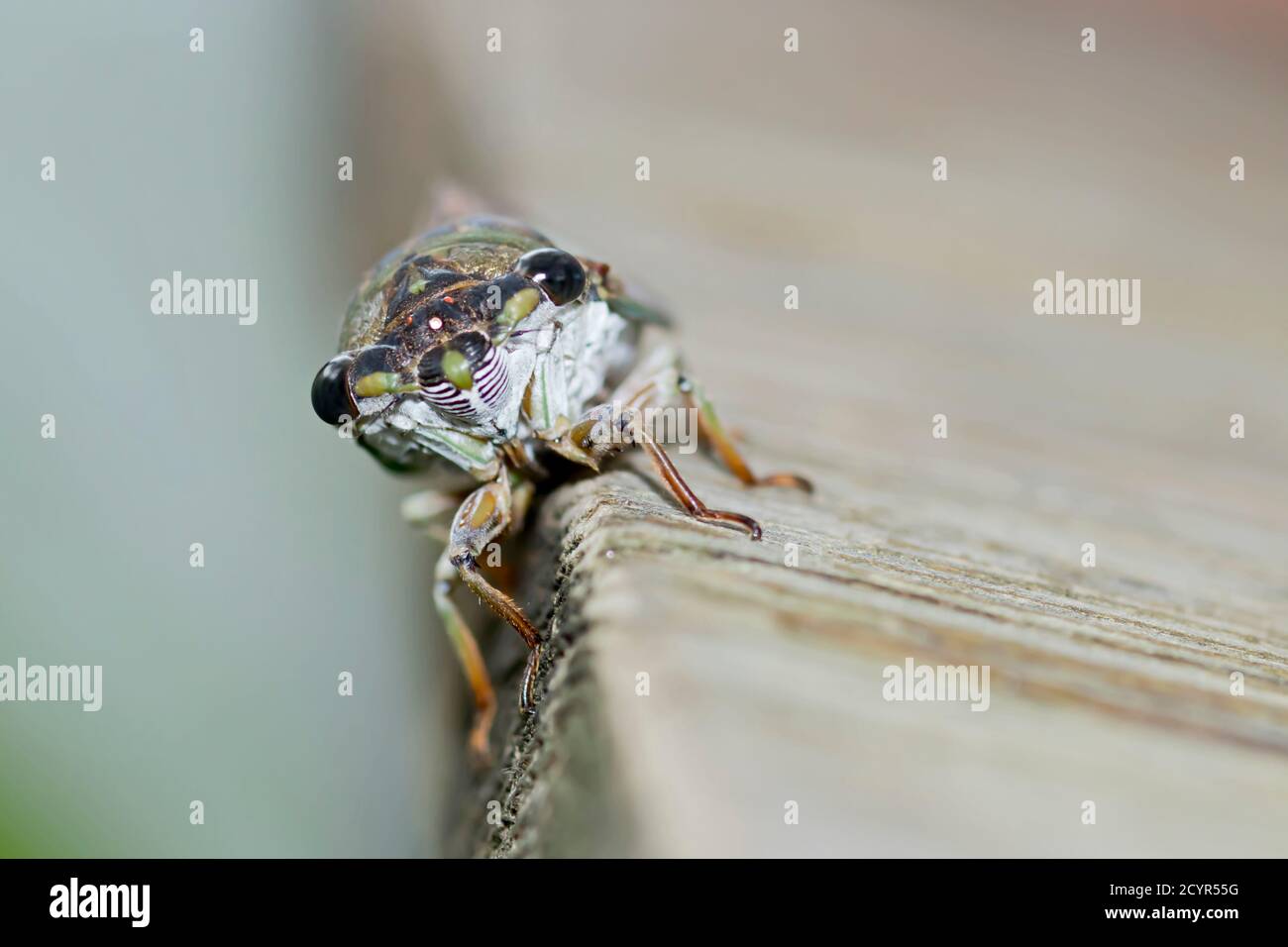 Cicada visage en gros plan Banque D'Images