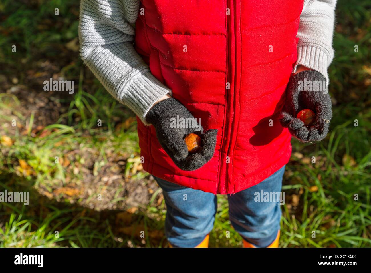 gros plan d'un jeune garçon portant un gilet matelassé rouge vif en tenant des conkers mûrs bruns dans ses mains à l'extérieur en automne soleil Banque D'Images