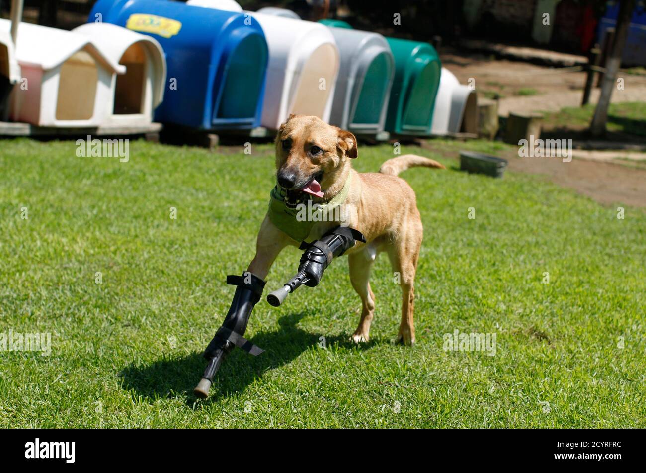 A dog named Pay de Limon (Lemon Pay) runs fitted with two front prosthetic  legs at Milagros Caninos rescue shelter in Mexico City August 29, 2012.  Members of a drug gang in