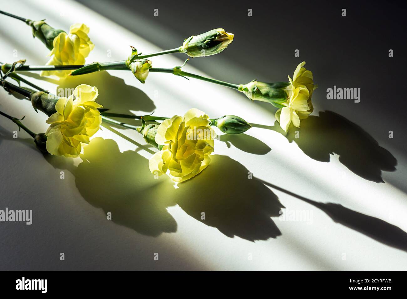 Magnifiques œillets jaunes sur une table blanche au soleil Banque D'Images