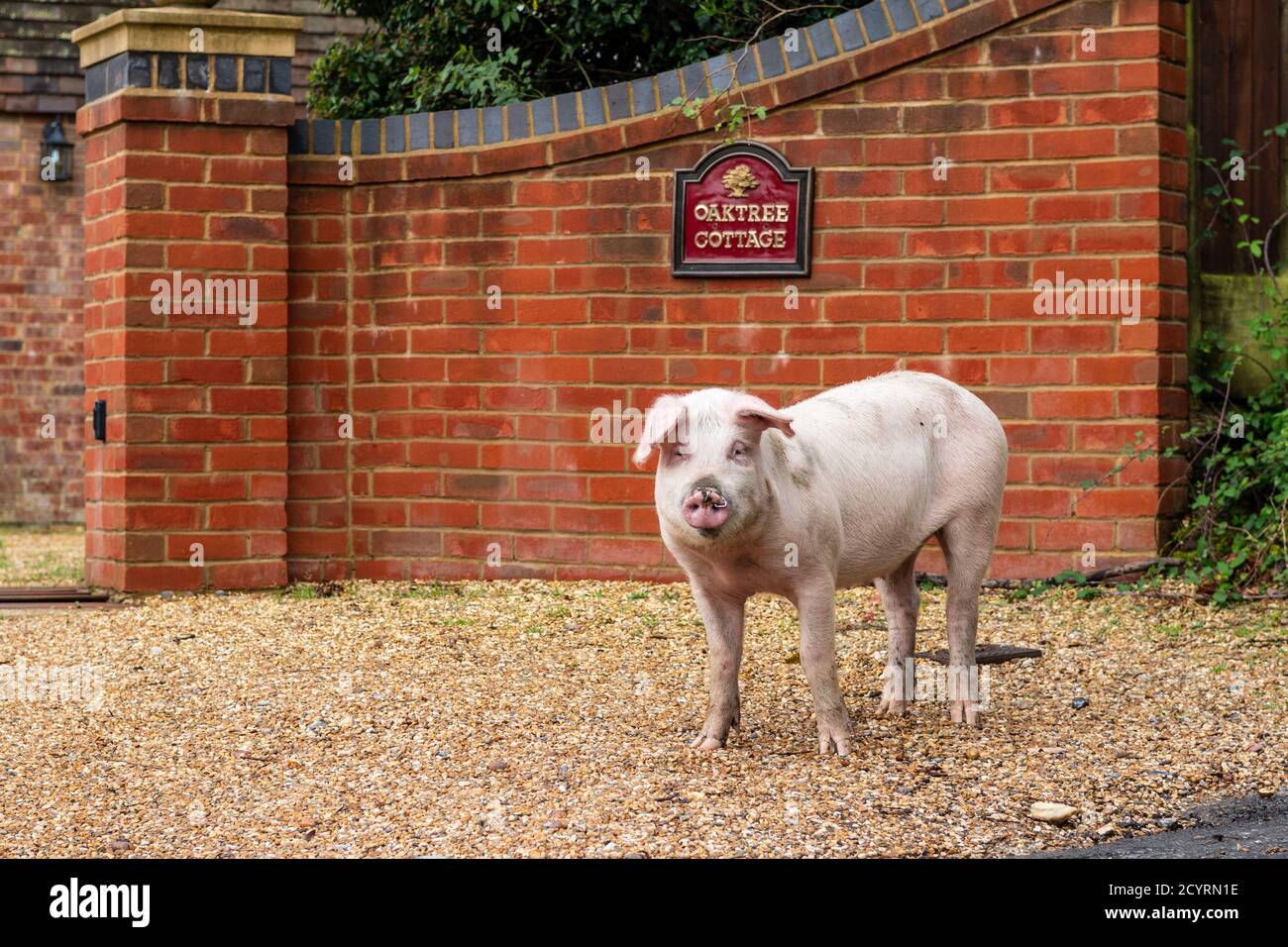 Pig, libéré en saison de pannage, debout à l'extérieur de la porte résidentielle, Brook, New Forest, Hampshire, Royaume-Uni, Octobre Banque D'Images