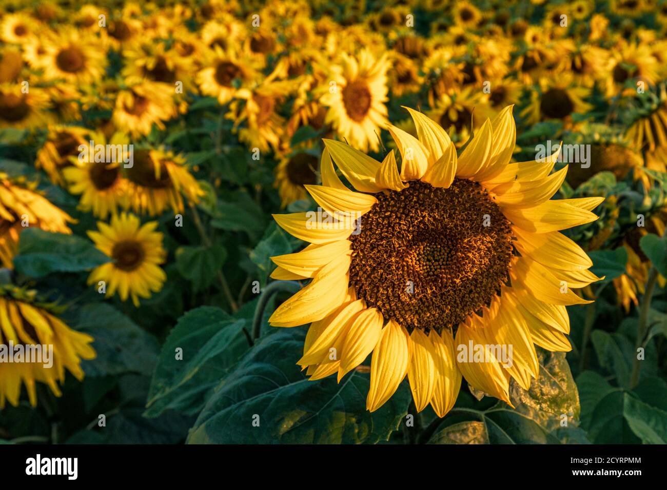 Champ de tournesols Banque D'Images