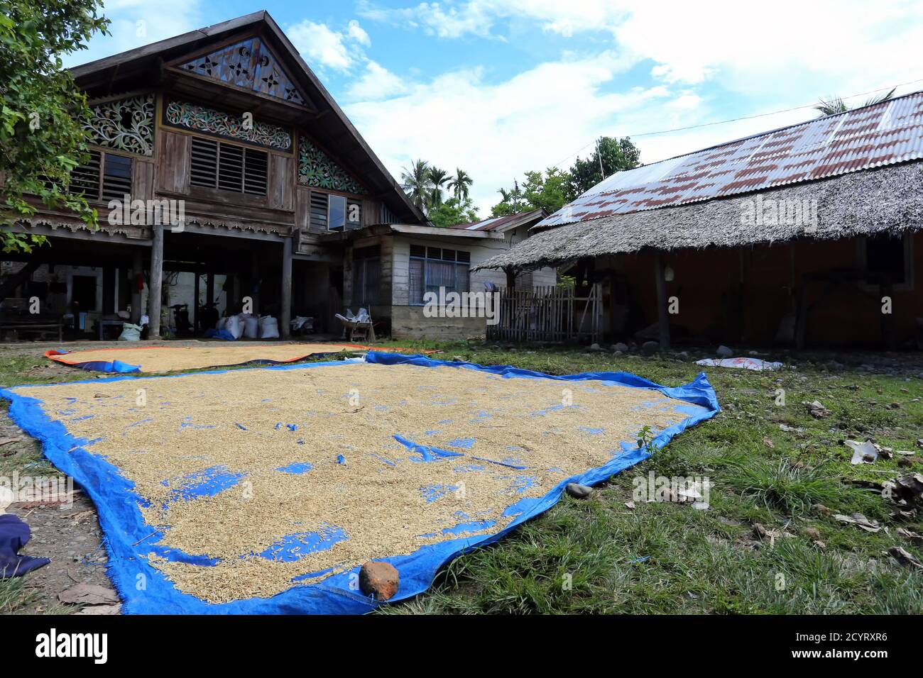 Séchage traditionnel de paddy dans la cour d'une maison traditionnelle Acehnaise à Pidie, Aceh, Indonésie Banque D'Images