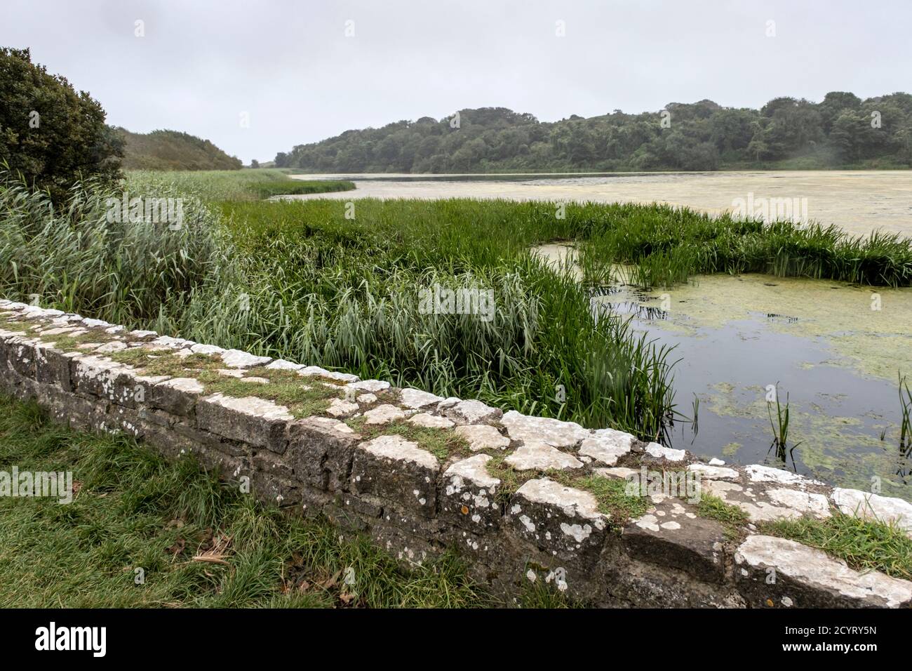 Bosherston Lily Ponds, Pembrokeshire, pays de Galles du Sud Banque D'Images