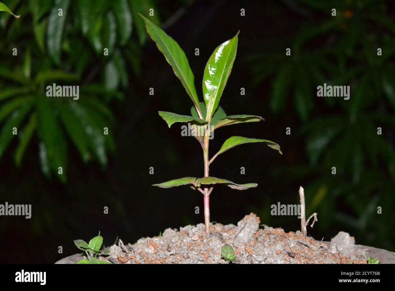 Semis d'amande indienne. Banque D'Images