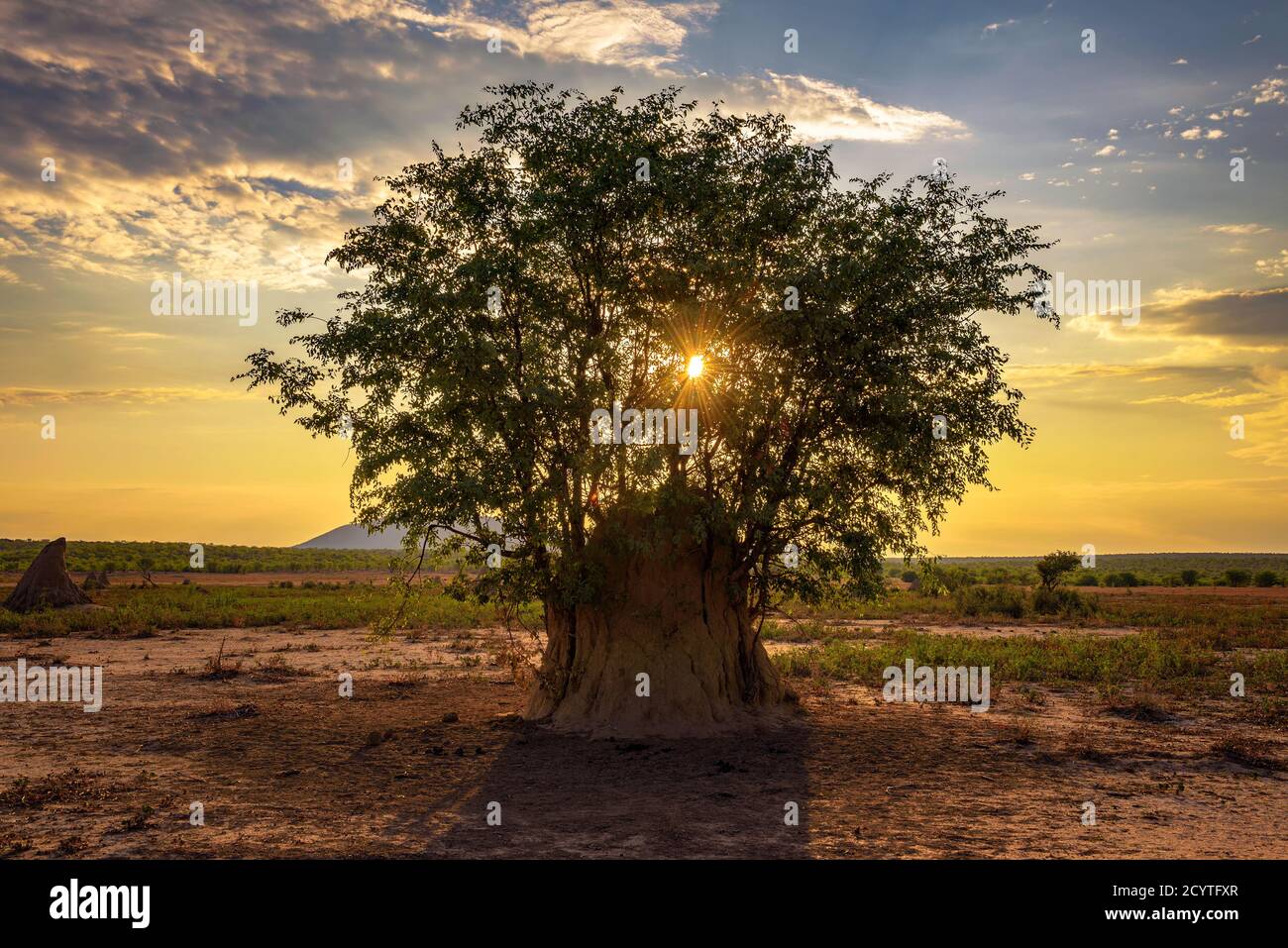 Coucher de soleil derrière un arbre qui pousse d'un grand termite Monticule en Namibie Banque D'Images