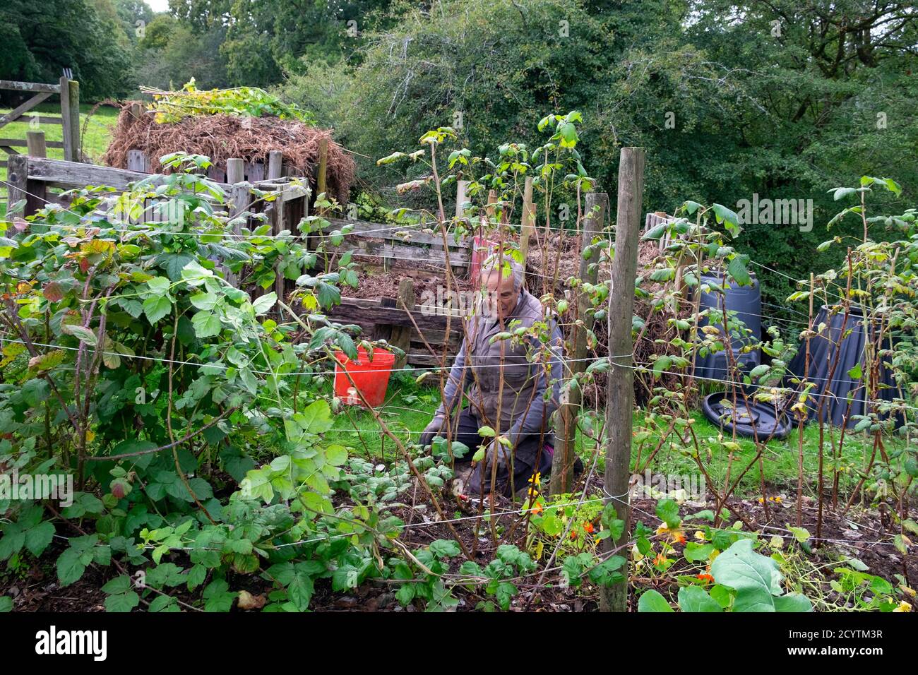 Homme jardinier élaguant les cannes de framboise dans le pays rural octobre automne fruits mous jardin potager bacs de compost Carmarthenshire pays de Galles UK KATHY DEWITT Banque D'Images