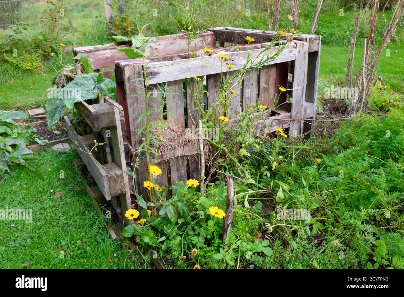 Jardin d'automne à Carmarthenshire pays de Galles Royaume-Uni KATHY DEWITT Banque D'Images