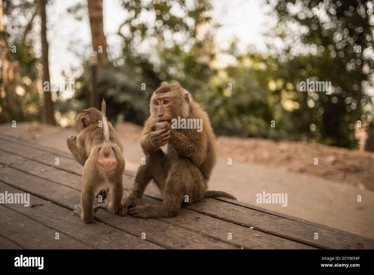 Deux singes sur un arrière-plan sombre en bois. Banque D'Images