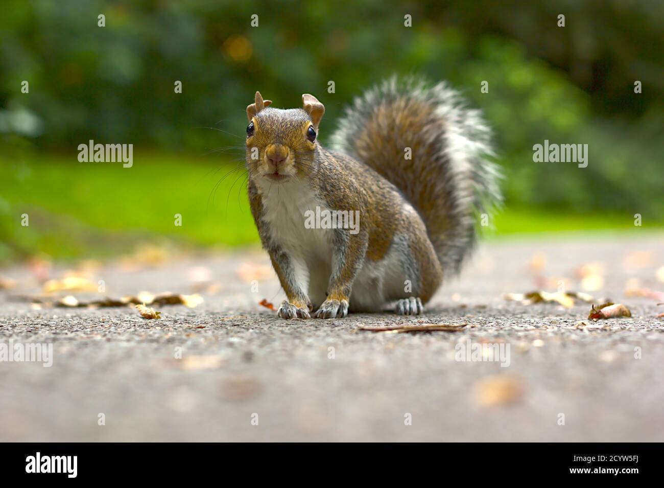 Écureuil mignon assis sur un sol en asphalte regardant directement à la caméra Banque D'Images