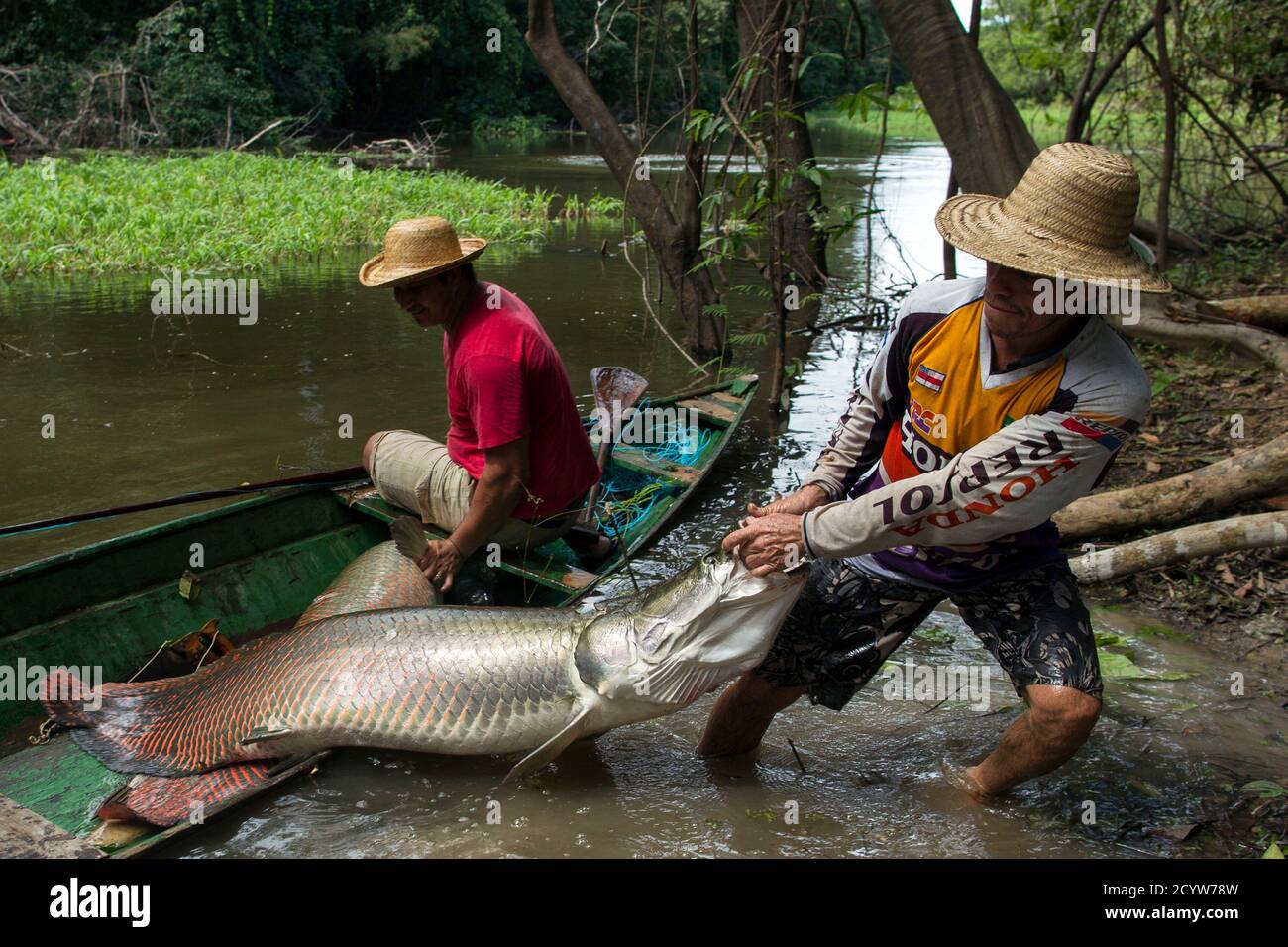 Villager Diomesio Coelho Antunes R From The Rumao Island Community Drags From His Canoe An Arapaima Or Pirarucu The Largest Freshwater Fish Species In South America And One Of The Largest In Villager Diomesio Coelho Antunes R From The Rumao Island Community Drags From His Canoe An Arapaima Or Pirarucu The Largest Freshwater Fish Species In South America And One Of The Largest In