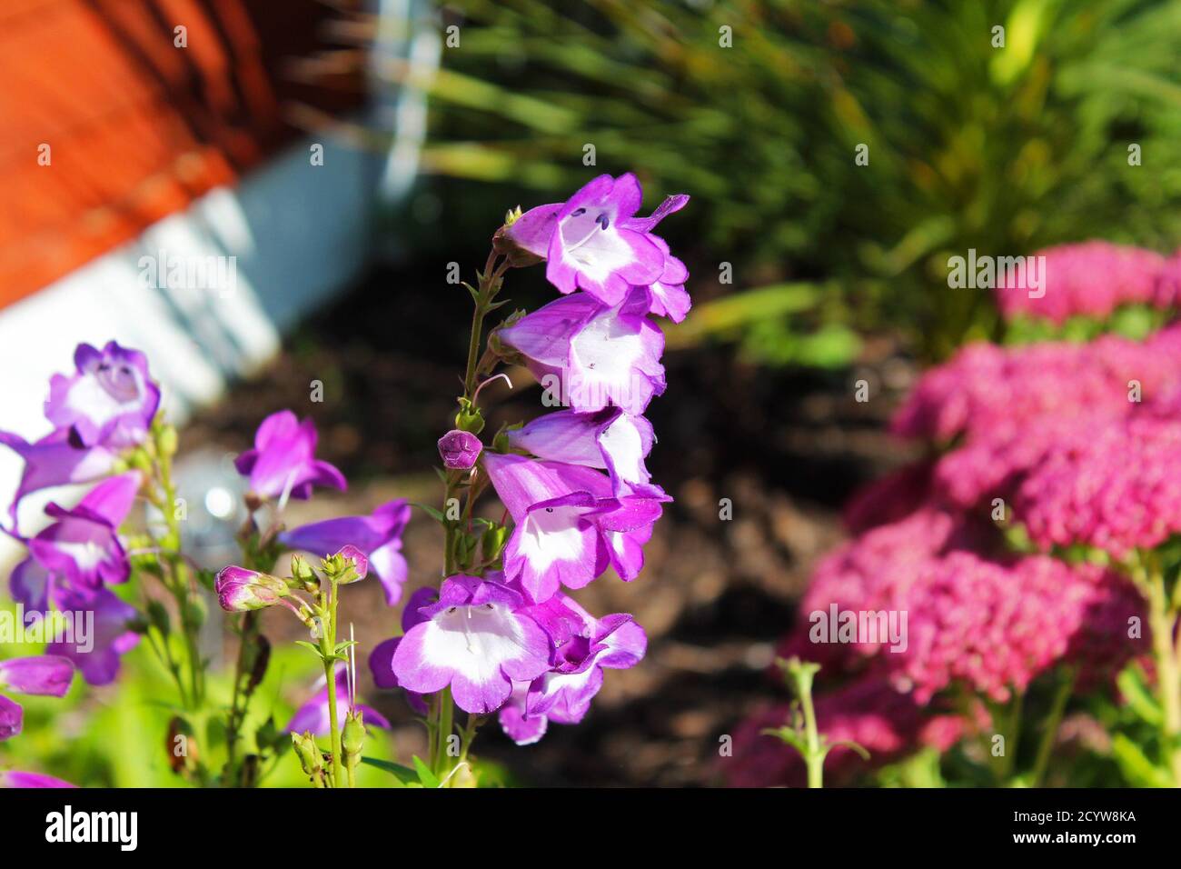 Gros plan Penstemon Pensham Czar fleurs de cloche pourpres et blanches dans un jardin ensoleillé de fleurs roses à Manchester, Angleterre Banque D'Images