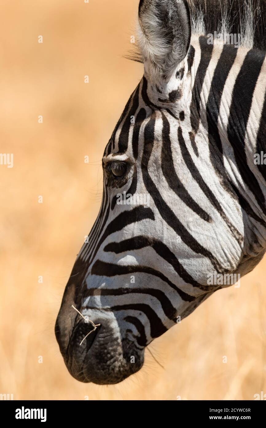 Gros plan d'un zèbre sauvage à l'intérieur du Parc national du Serengeti, Tanzanie, Afrique. Banque D'Images
