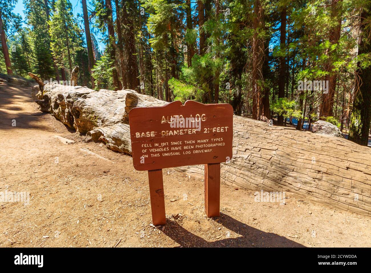 Chemin de bord automatique dans le parc national de Sequoia, États-Unis d'Amérique. Connexion automatique sur Moro Rock-Crescent Meadow Road. Chemin coupé dans le dessus d'un tombé Banque D'Images