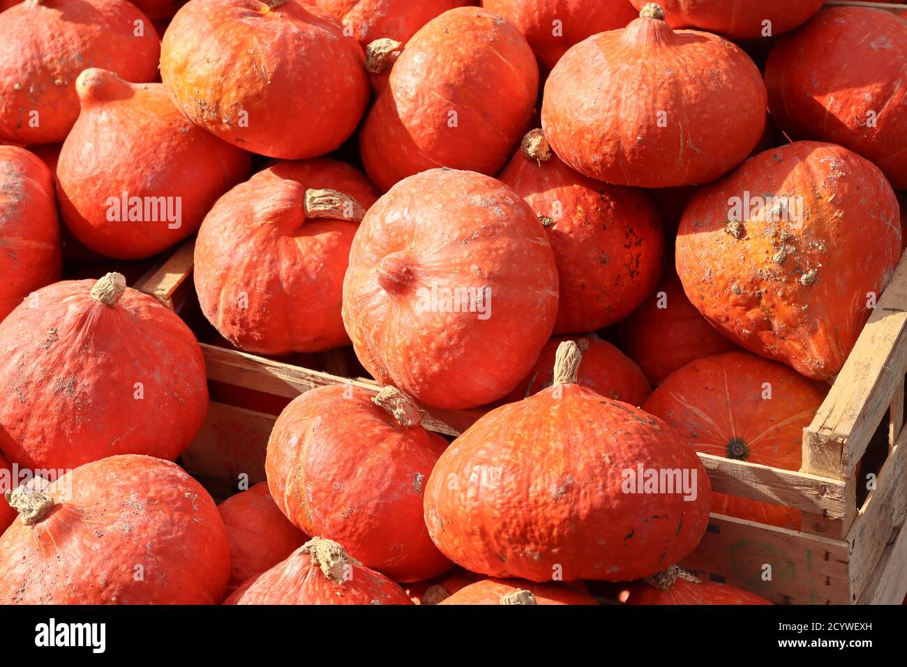 Potimarrons rouges pontons gros plan sur le marché des légumes dans automne Banque D'Images