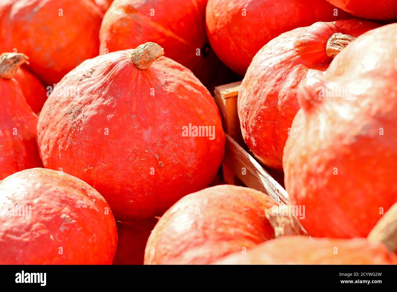 Potimarrons rouges pontons gros plan sur le marché des légumes dans automne Banque D'Images
