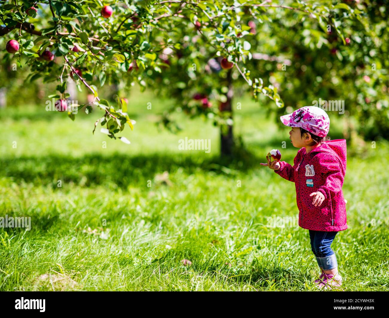 Baby girl under apple tree Banque de photographies et d'images à haute  résolution - Alamy