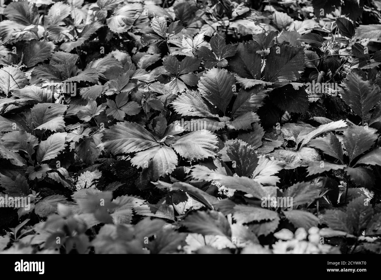 Parc du Mont Saint-Bruno, Canada - août 30 2020 : épandage de feuilles dans le parc du Mont Saint-Bruno Banque D'Images