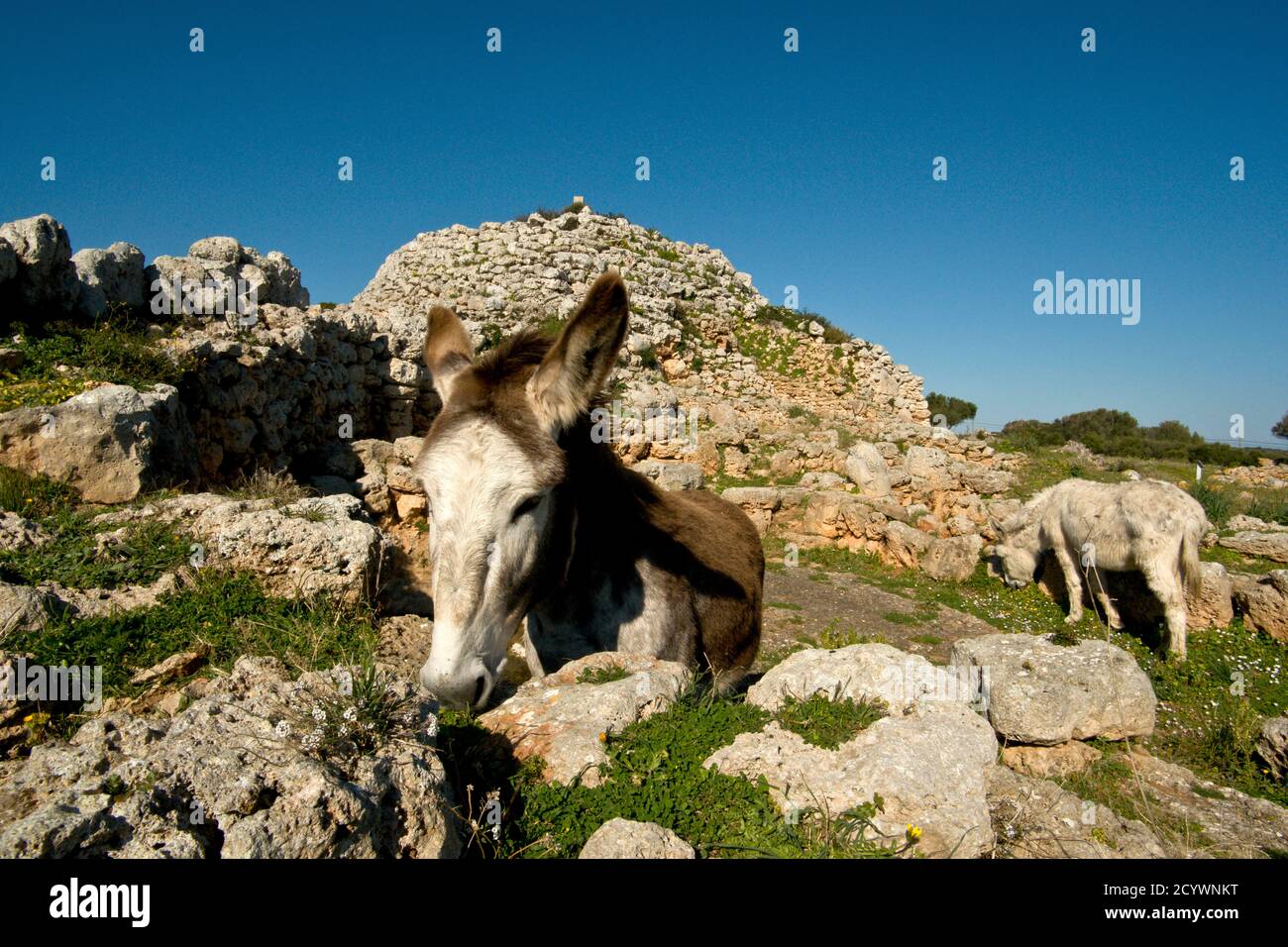 Santuario y Talayot Fils Na Caçana, siglo X antes de Cristo. Alaior Menorca..îles Baléares.Espagne. Banque D'Images