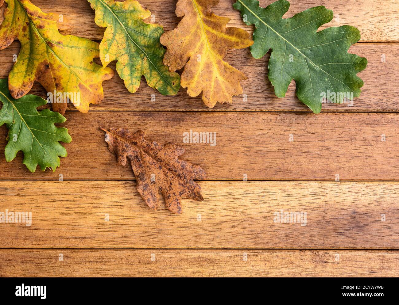 Feuilles de chêne sur une table en bois avec les différents couleurs et formes de l'automne Banque D'Images