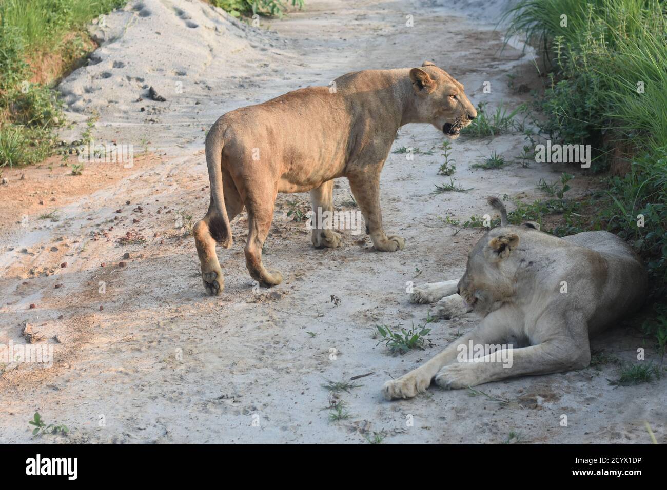 Lion Banque D'Images