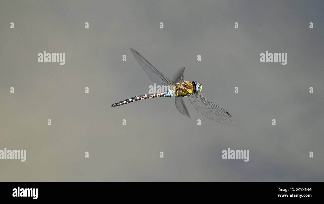 Libellule. Hawker migrant (Aeshna mixta). Italie. Banque D'Images