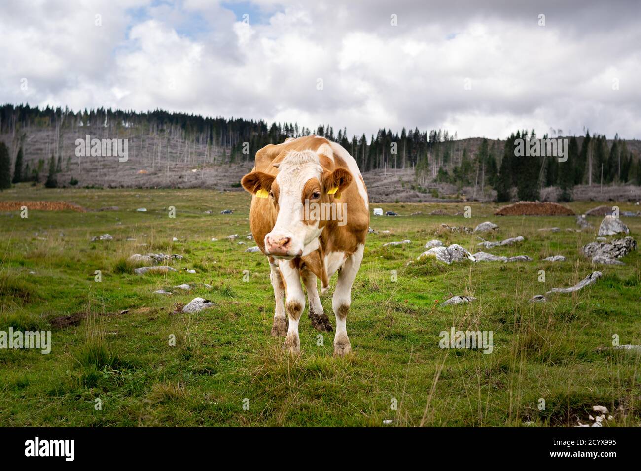 Vaches brunes paissant sur un pré vert. En arrière-plan les bois dévastés par la tempête de Vaia. Enego, Vicenza, Italie Banque D'Images