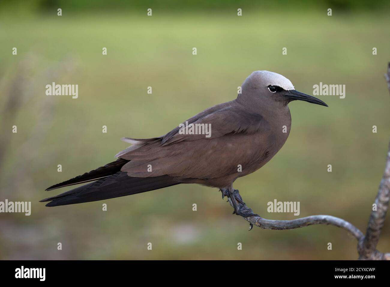 Brown Noddy; Anous stolidus; Seychelles Banque D'Images